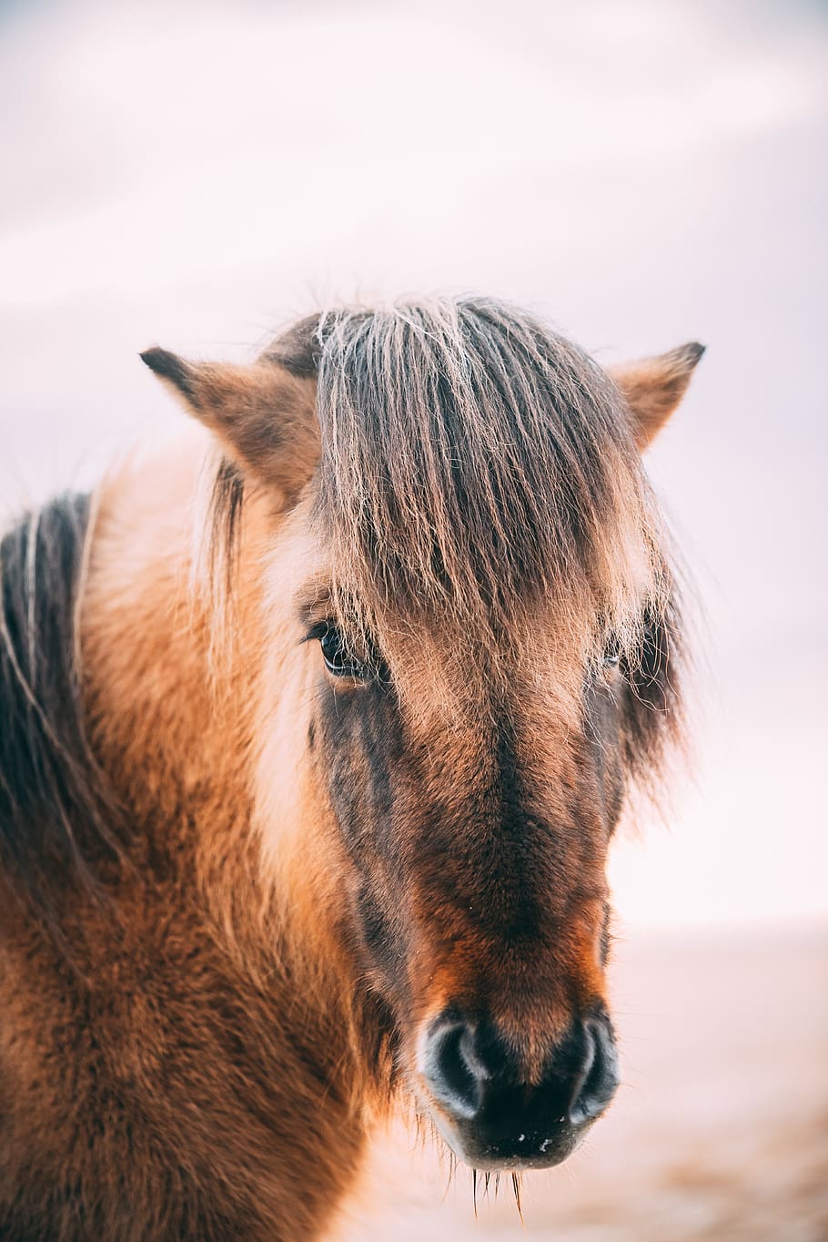 brown horse, animal, mammal, colt horse, snout, wildlife, pony HD wallpaper