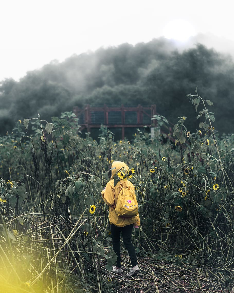 woman carrying backpack surrounded by flowers, tree, sunflower field HD wallpaper