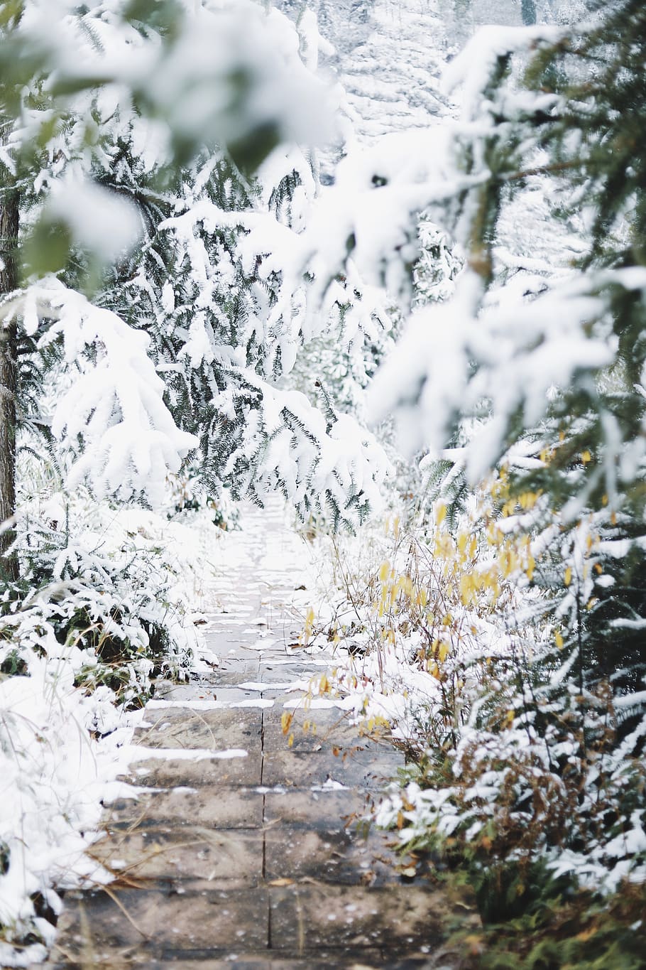 gray pathway between trees, winter, snow, cold temperature, no people HD wallpaper