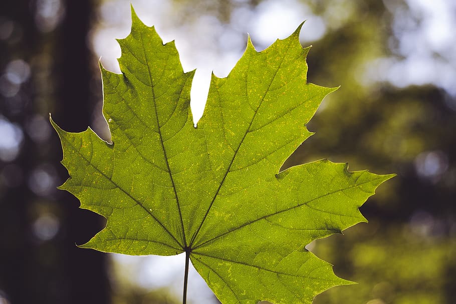 plant, leaf, tree, veins, green, maple leaf, spring, vegetation HD wallpaper