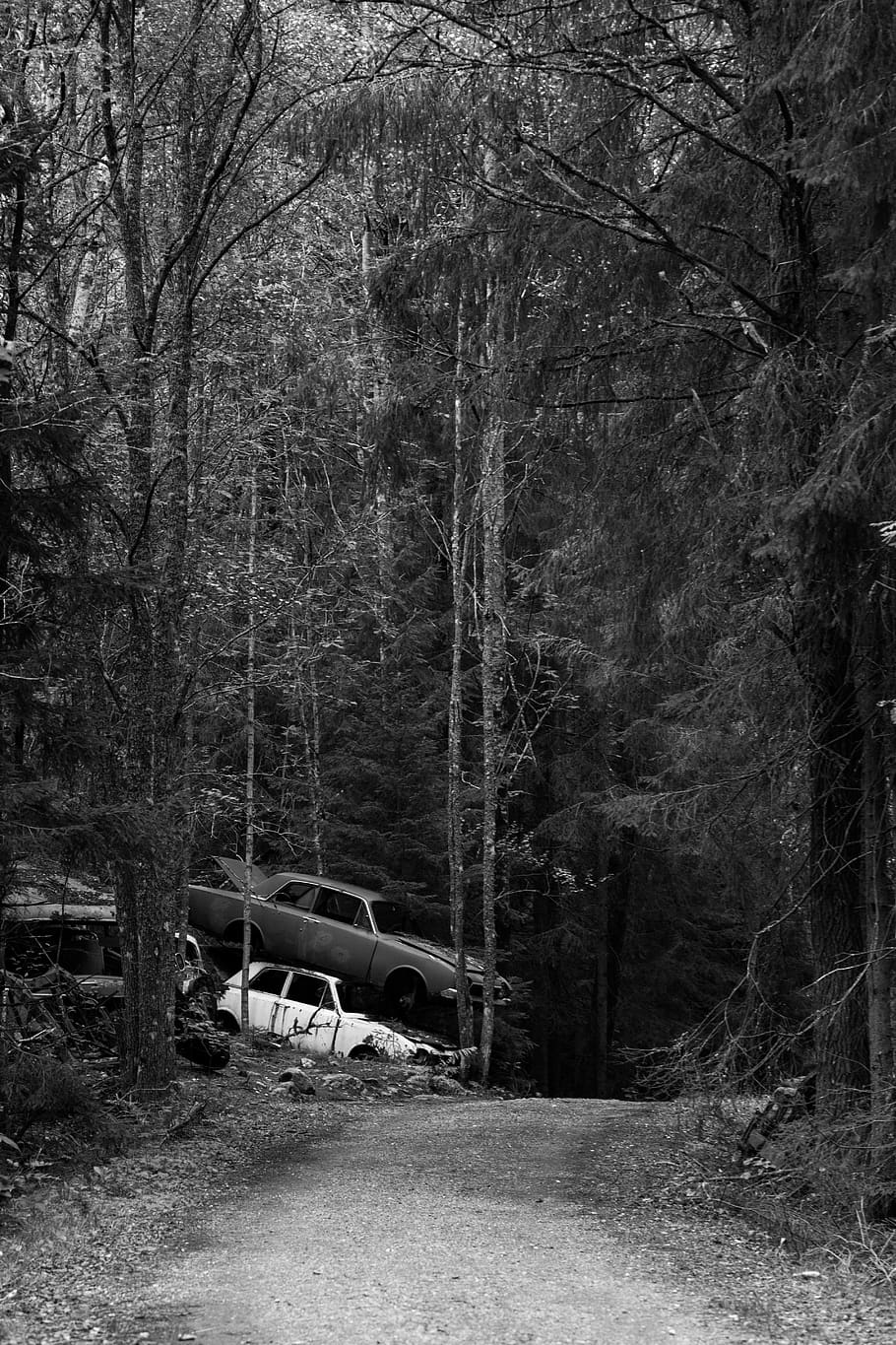 tree, mode of transportation, land, forest, plant, no people HD wallpaper