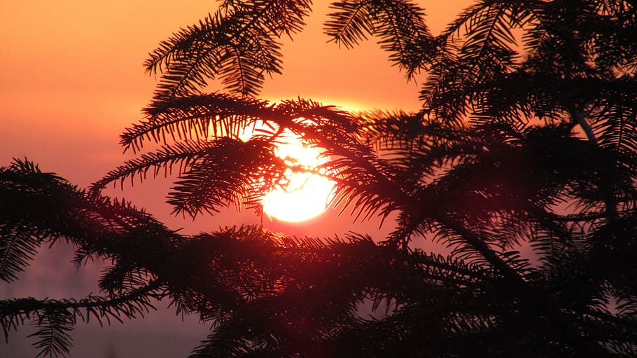 tree, sunset, orange, beautifull, sky, plant, beauty in nature HD wallpaper
