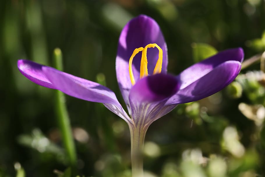 crocus, blossom, bloom, spring, flower, nature, purple, plant HD wallpaper