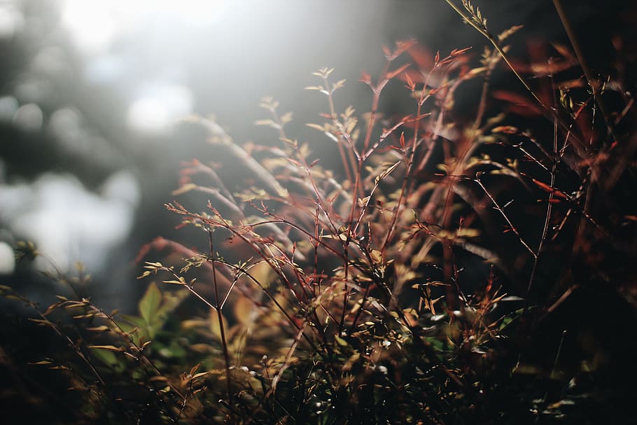 nature, green, leaf, leaves, wallpaper, bokeh, depth of field HD wallpaper