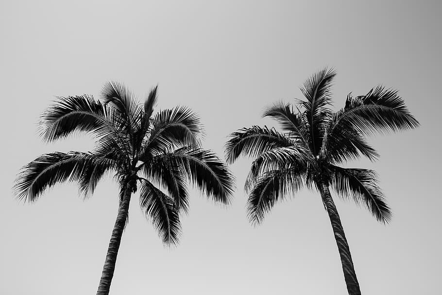 palm trees, tropical climate, sky, low angle view, plant, growth HD wallpaper