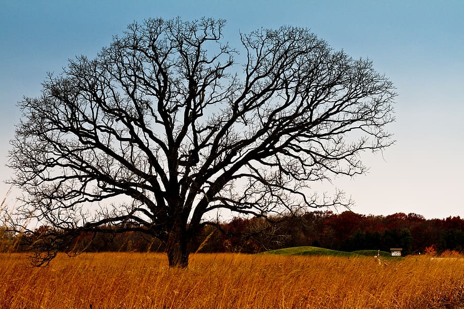 tree, meadow, landscape, nature, rural, field, outdoors, autumn, HD wallpaper