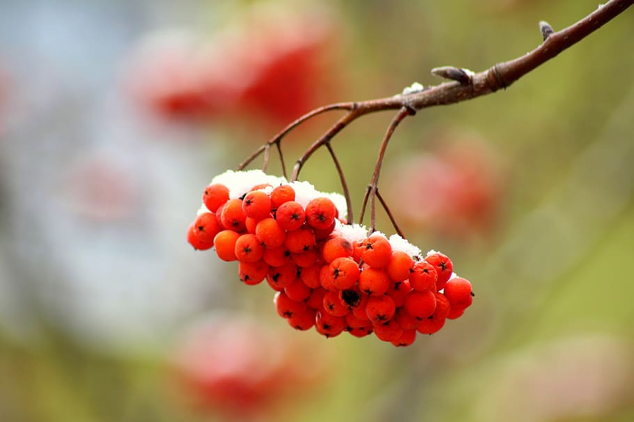 rowan, branch, tree, berries, red, plant, season, nature, winter HD wallpaper