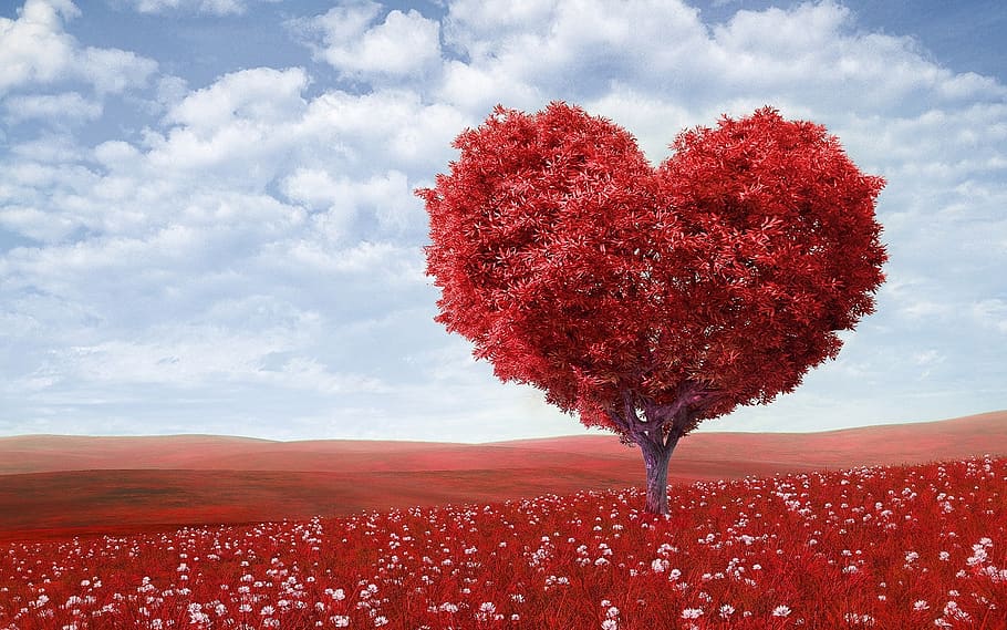 Heart Red Leafed Tree on Red Field, artistic, blossom, bright HD wallpaper