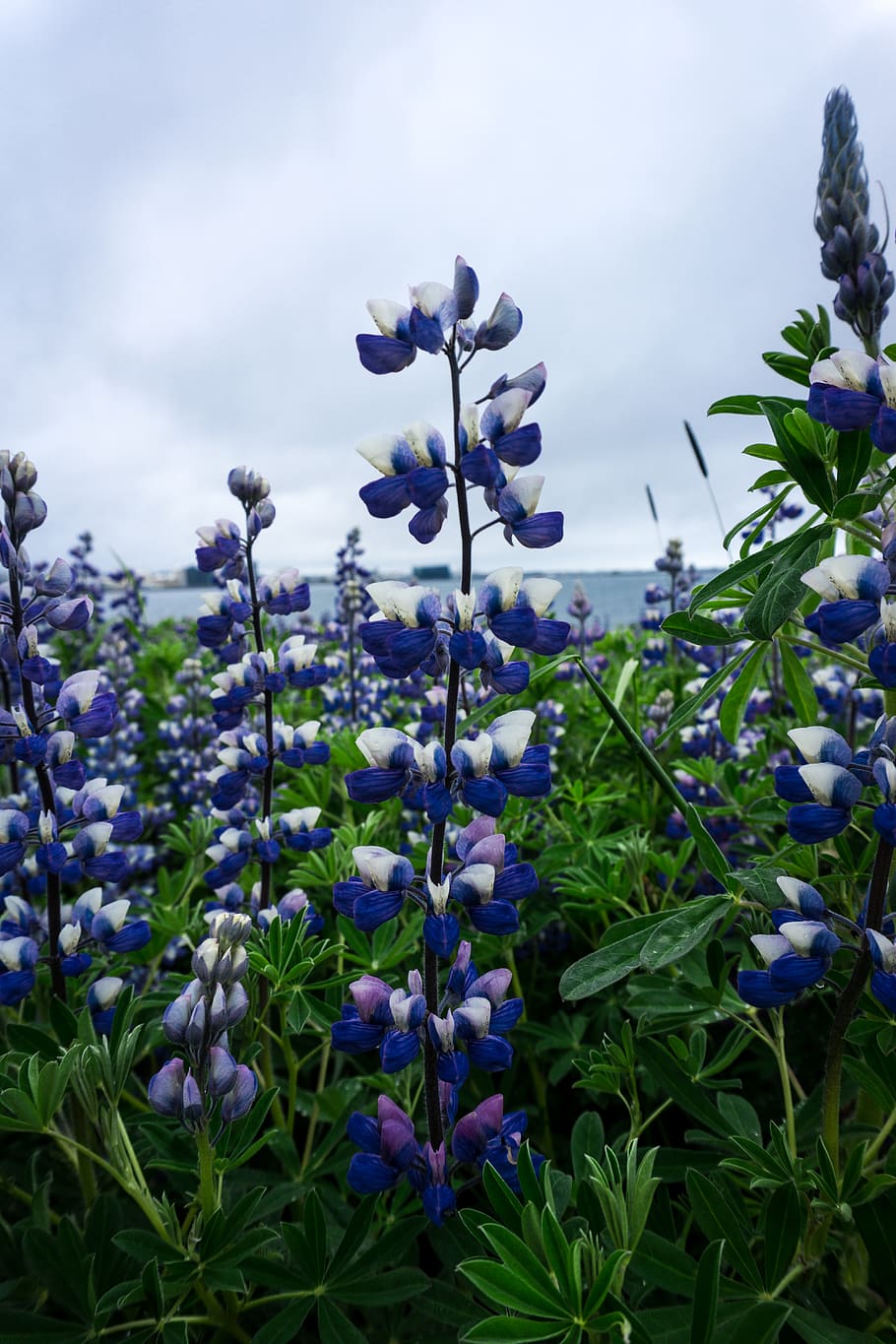 iceland, reykjavík, laugarnes, flower, lupine, blue, see, flowering plant, HD wallpaper