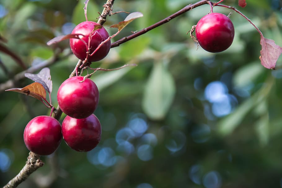 summer, bush, fruit, greens, plum red, healthy eating, food and drink HD wallpaper
