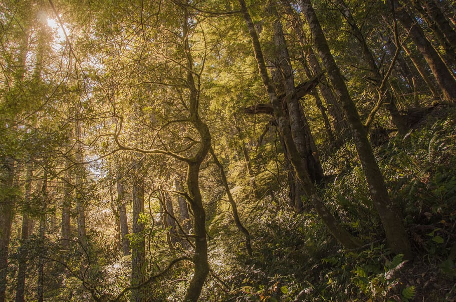 forest trees during daytime, plant, tree trunk, vegetation, nature HD wallpaper