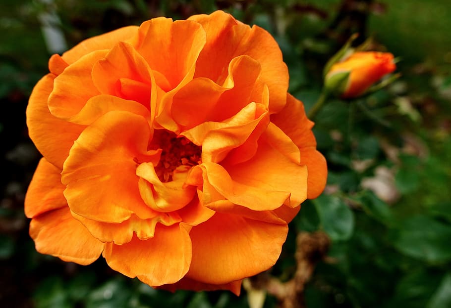 rose, orange, blossom, bloom, nature, flower, romantic, plant HD wallpaper