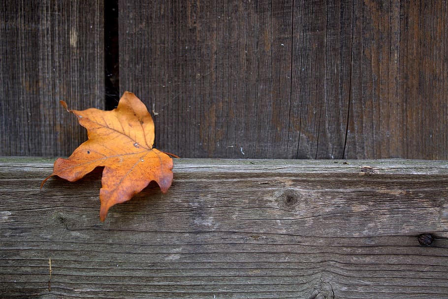 leaf, coloring, autumn, dry, oak, wood - material, plant part HD wallpaper