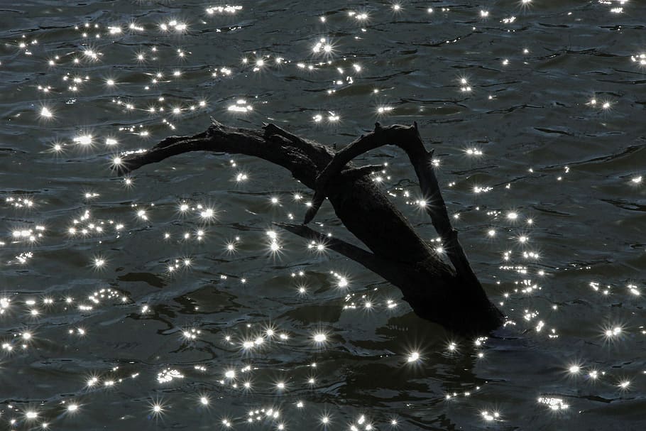 sun, wave, reflections, pond, branch, water, rest, lake, lights HD wallpaper