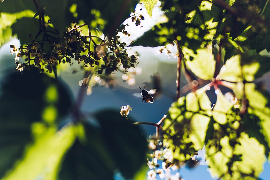 bee, summer, insect, nature, flowers, bloom, nectar, flora HD wallpaper