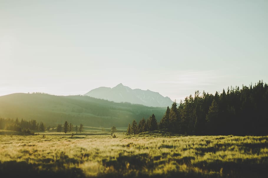 trees and mountains under gray sky, plant, fir, abies, nature HD wallpaper