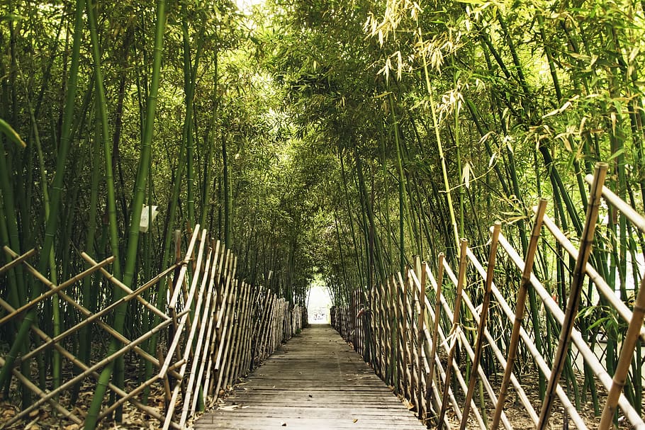 china, beijing, 竹林, 竹叶, 树林, 北京, 阳光, 晴朗 HD wallpaper