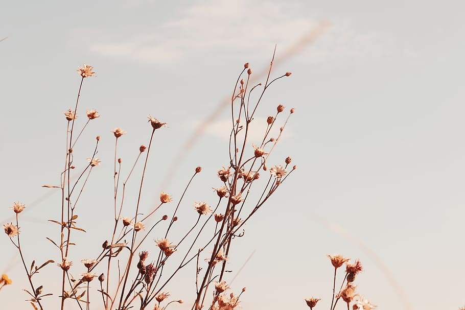 brown-petaled flowers, sky, plant, growth, nature, no people HD wallpaper