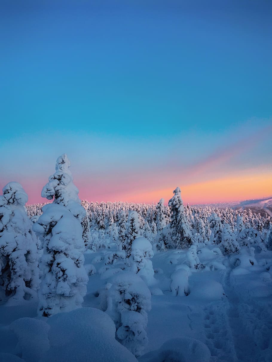 tree coated with snow, nature, outdoors, plant, abies, fir, winter HD wallpaper