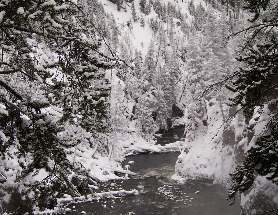 yellowstone, waterfall, olympus, winter, tree, plant, beauty in nature HD wallpaper