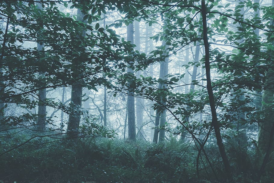 misty green forest during daytime, nature, vegetation, plant