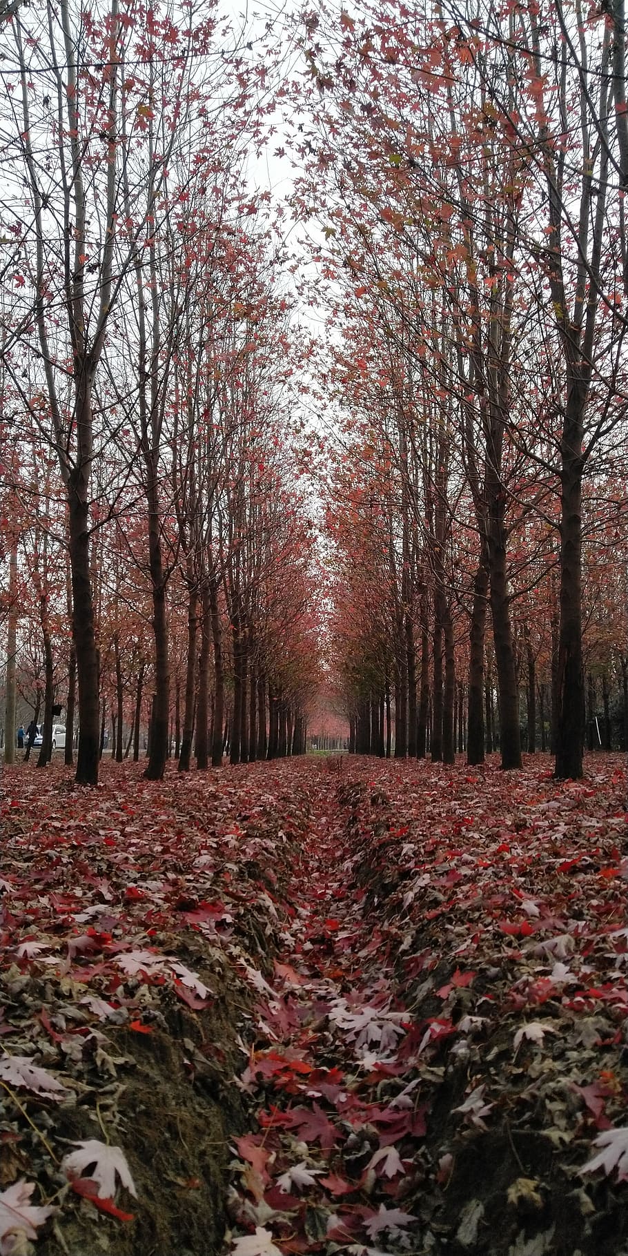 tree, maple, forest, autumn, plant, change, nature, land, bare tree HD wallpaper