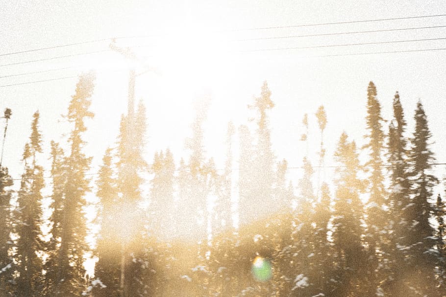 tall trees during daytime, flare, light, nature, weather, plant HD wallpaper