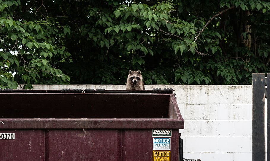 brown raccoon on garbage container, mammal, bear, outdoors, trash panda