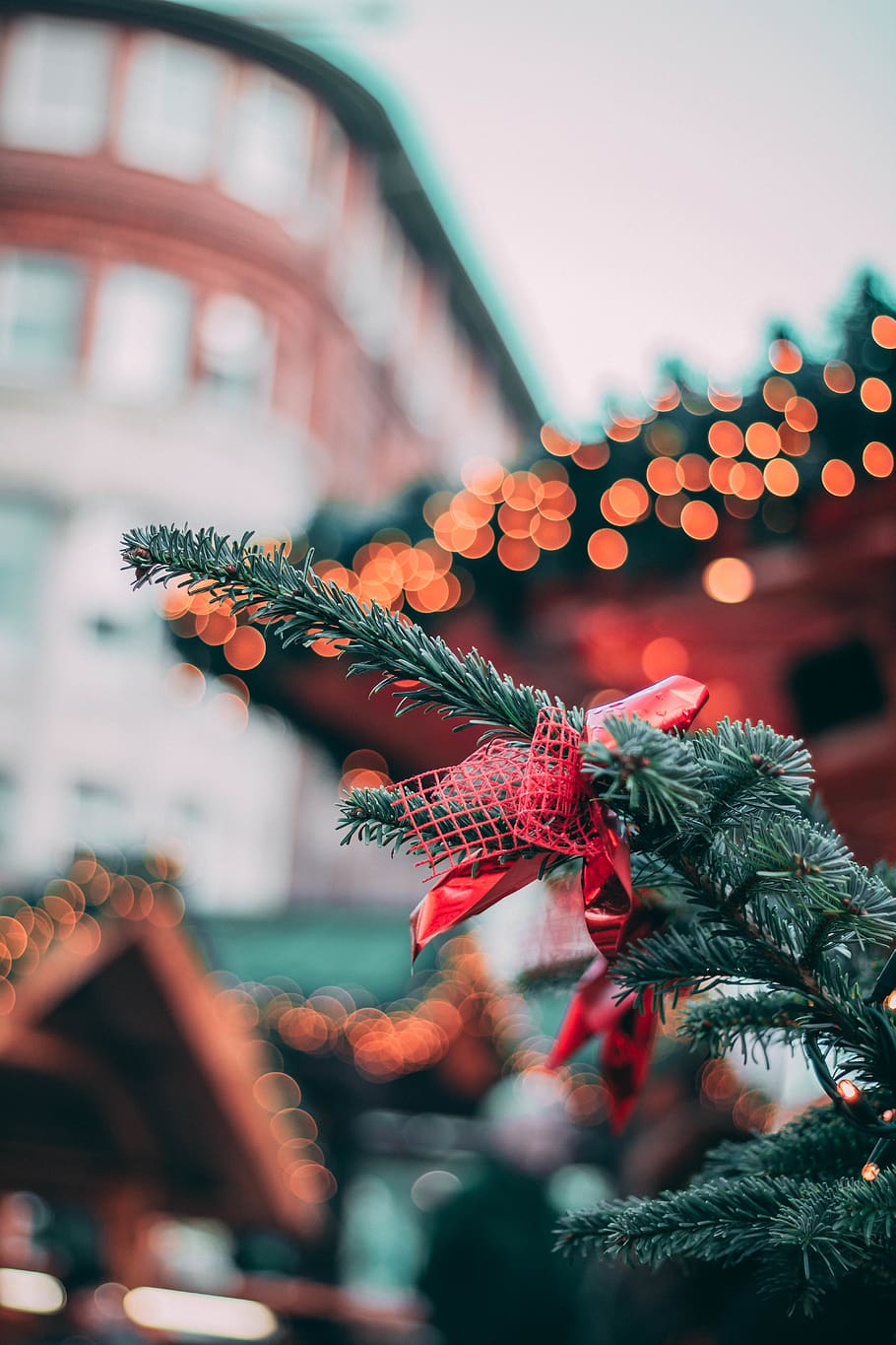 christmas tree, plant, crowd, festival, ornament, abies, fir HD wallpaper