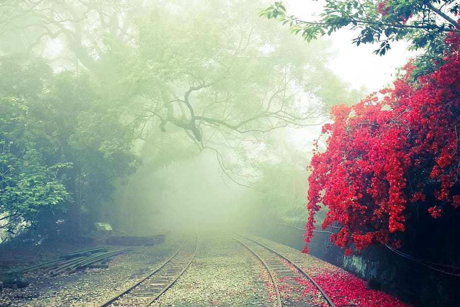 Green Leafed Trees, blur, branches, daylight, environment, flowers HD wallpaper