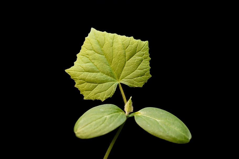 sheet, green, cucumber, macro, foliage, botanica, leaf, plant part HD wallpaper
