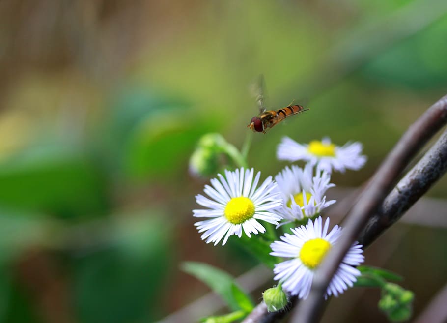 bee, flight, insecta, flower, nature, flowering plant, fragility HD wallpaper