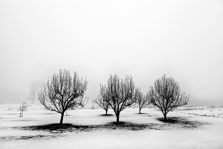 trees under white sky during daytime, winter, cold temperature HD wallpaper