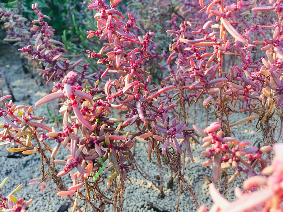 qatar, unnamed road, plant, growth, day, nature, red, no people HD wallpaper