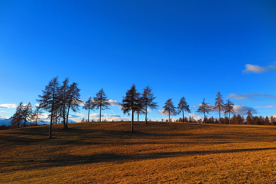landscape photography of trees under calm blue sky, plant, nature, HD wallpaper