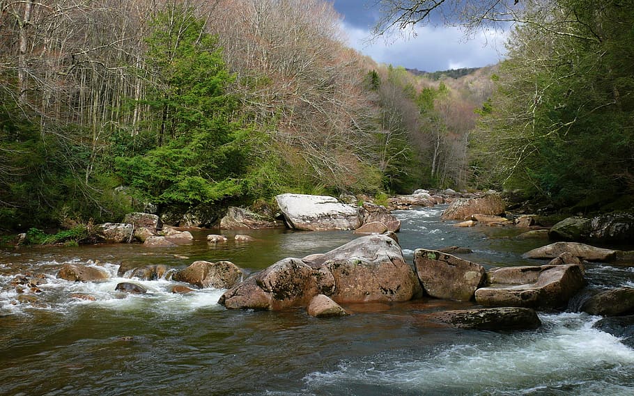 forest, jungle, water, flow, stream, river, nature, wild, tree HD wallpaper