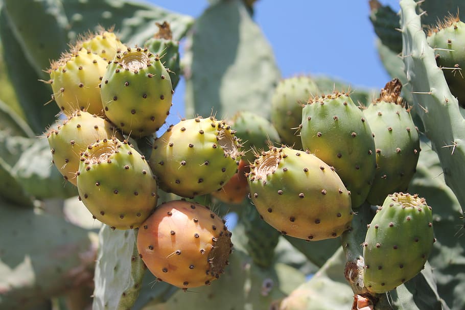 prickly pear, cactus, fruits, summer, mediterranean, prickly pear cactus, HD wallpaper