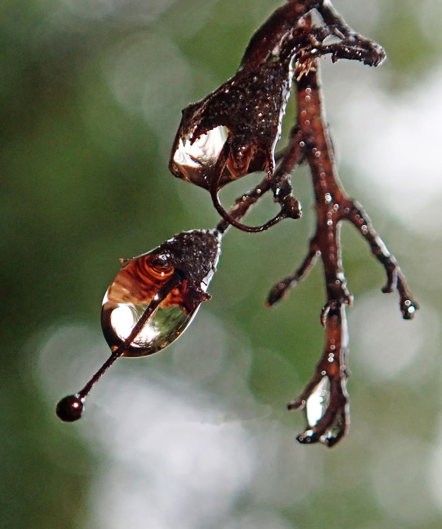 water, drops, tree, twig, garden, nature, focus on foreground HD wallpaper