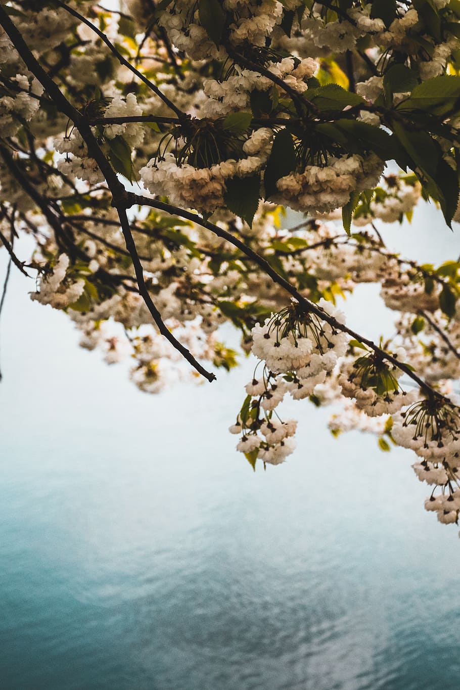 lake, water, reflection, blossom, tree, branches, petals, leaves HD wallpaper