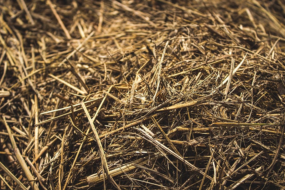 brown grass, close-up, plant, hay, dry, no people, nature, day HD wallpaper