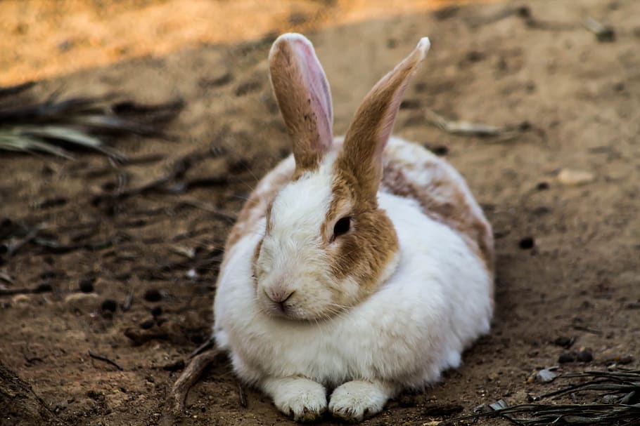rabbit, hare, animal, easter, beautiful, mammal, nature, bunny HD wallpaper
