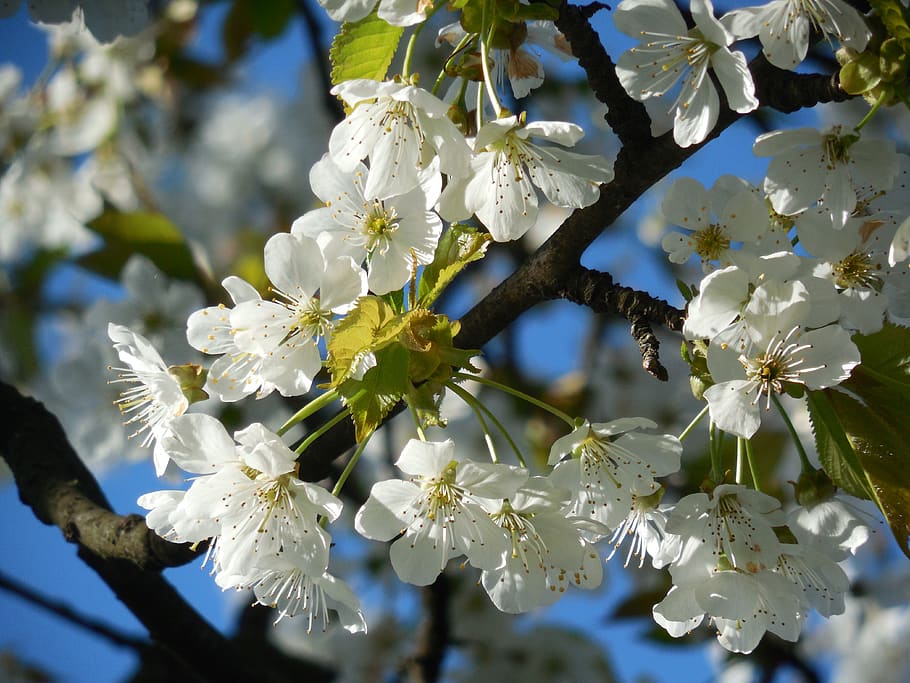 blossoming cherry, white flowers, fruit tree, branch, flowering plant HD wallpaper