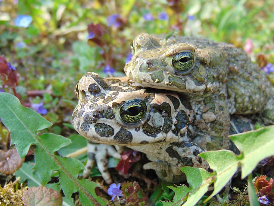 frog, spring, nature, green, mating, lakeside, animal themes HD wallpaper
