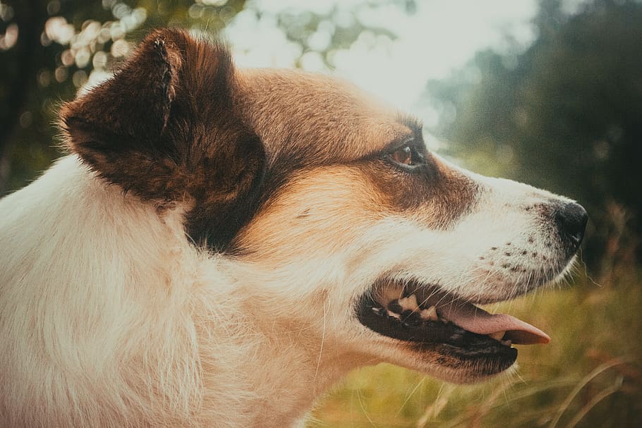 dog, canine, one animal, pets, domestic, mammal, domestic animals HD wallpaper