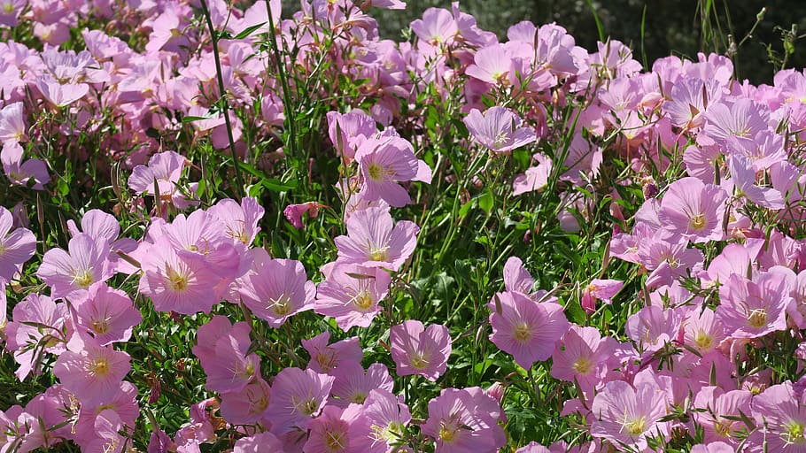 flower, garden, spring, pink, nature, plant, tender, blossom HD wallpaper
