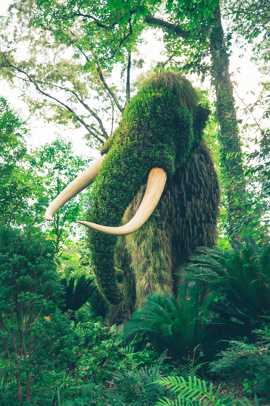 mammoth, atlanta, plant, forest, tree, atlanta botanical garden, HD wallpaper