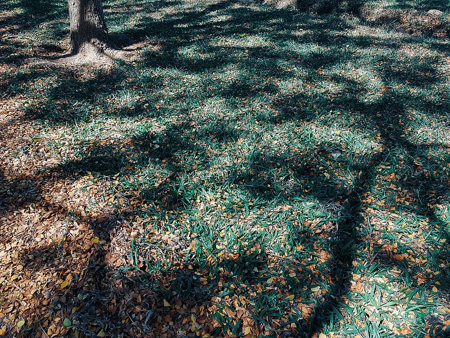 ground, plant, tree, tree trunk, rug, rock, algae, fir, abies HD wallpaper