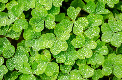 four leaf clover, dew, lucky, good luck, green color, full frame HD wallpaper