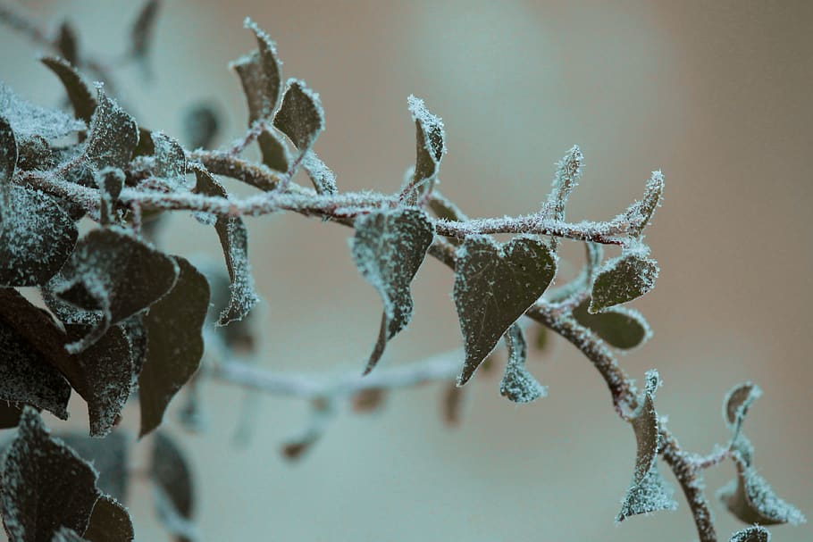 frosted plant leaves, cold temperature, winter, close-up, frozen HD wallpaper