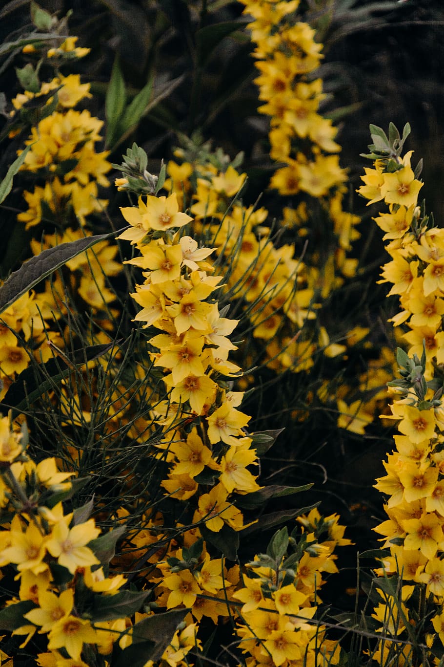 Shallow Focus Photography of Yellow Petal Flowers, bloom, blooming HD wallpaper